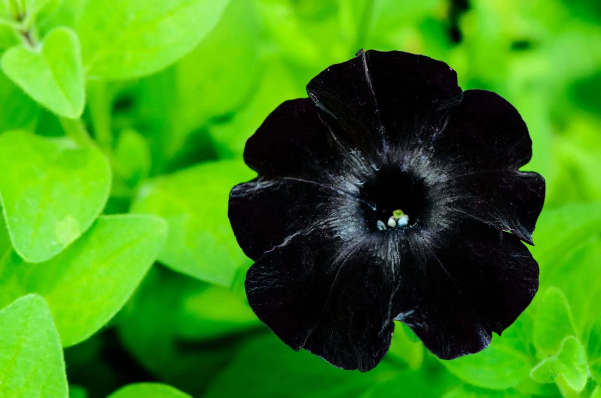 black plants black velvet petunia