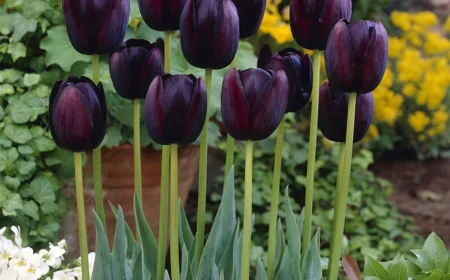 black tulips in the garden