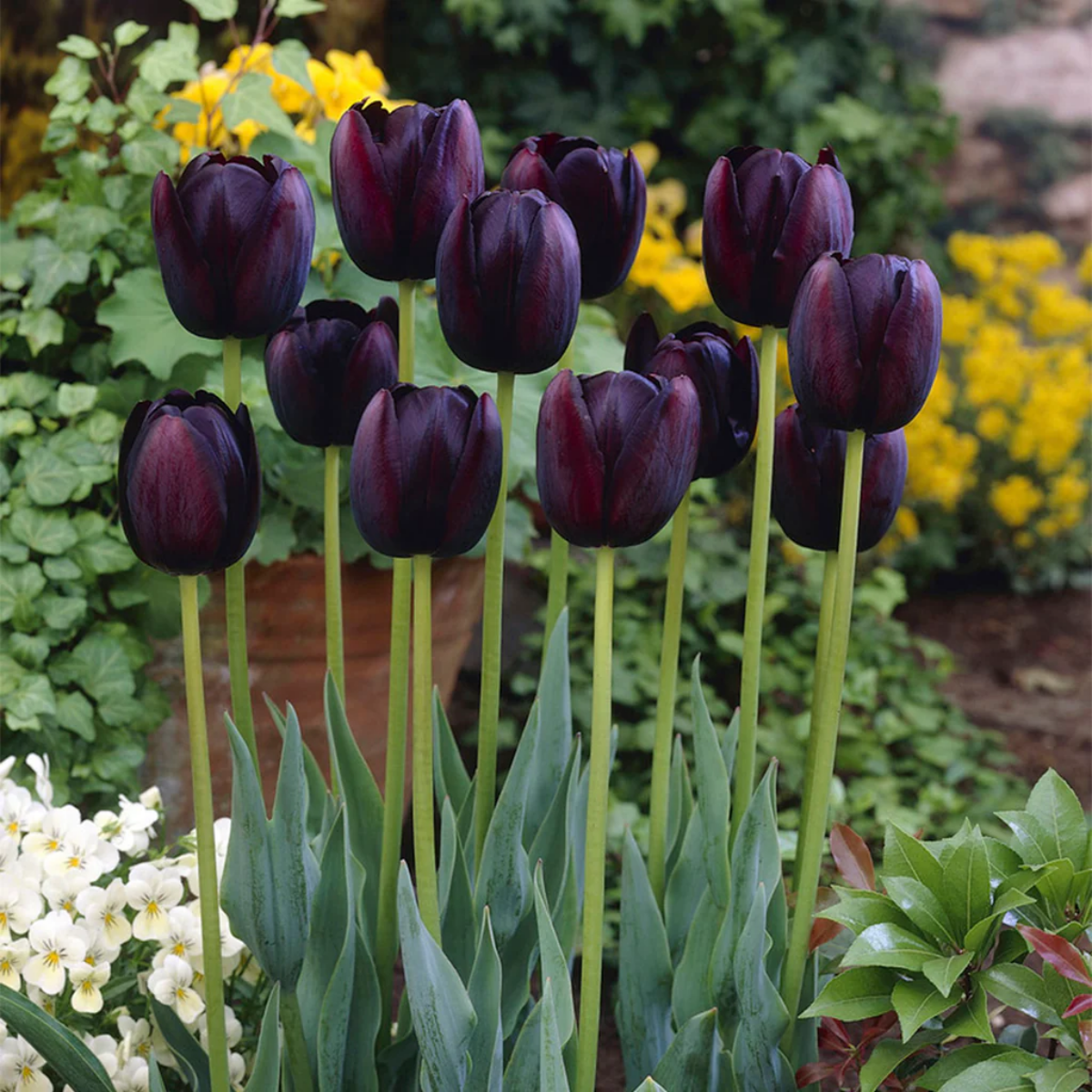 black tulips in the garden