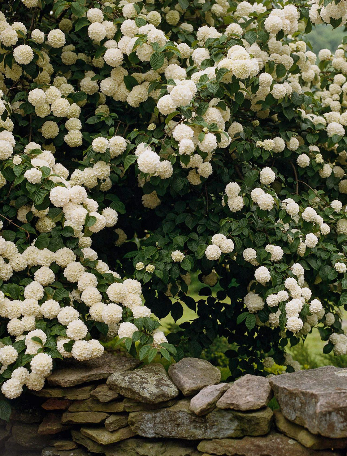 bush with white cluster flowers