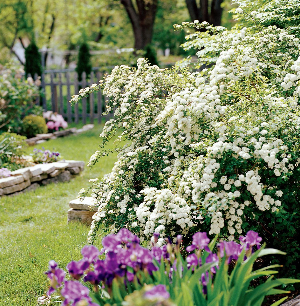 bush with white fragrant flowers