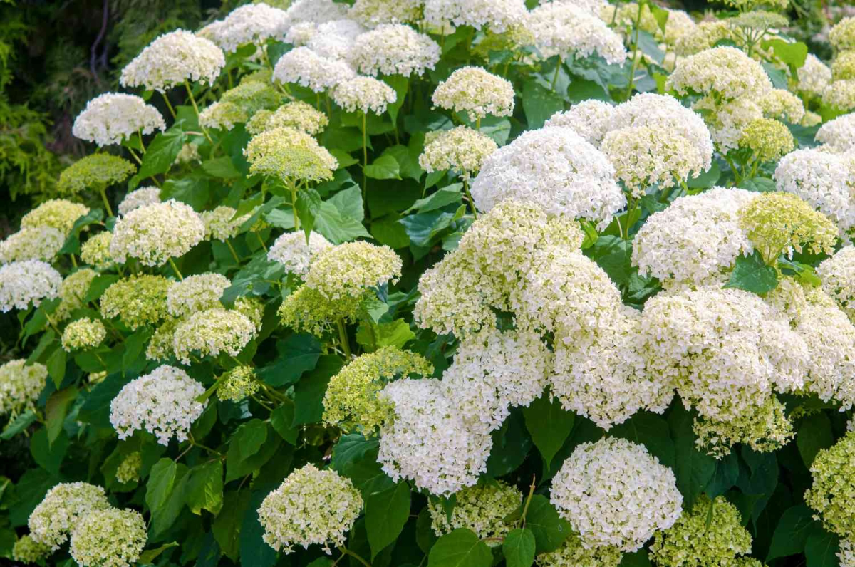bushes with clusters of white flowers