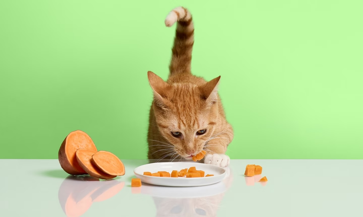can cats eat sweet potatoes