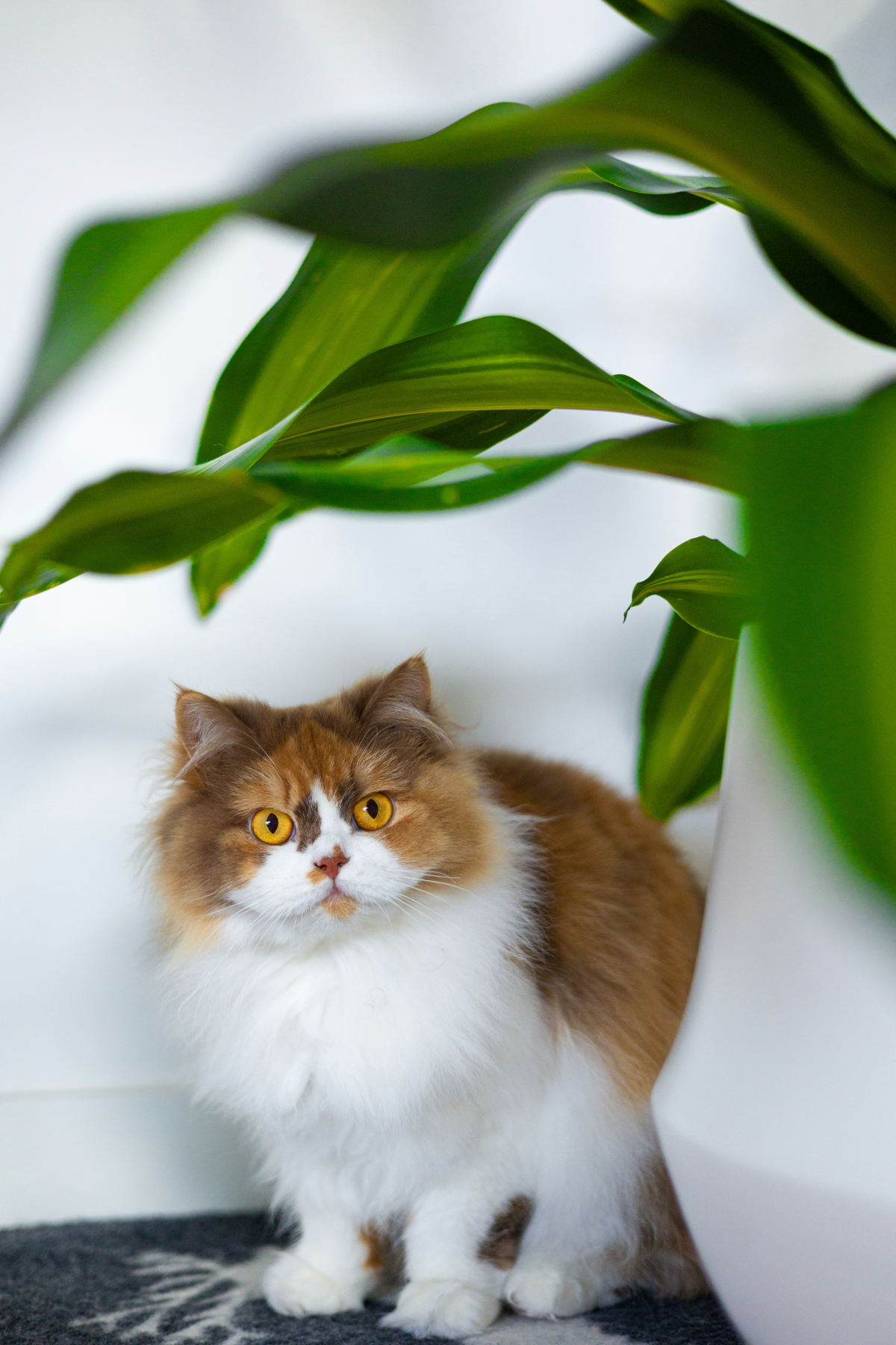 cat under plant