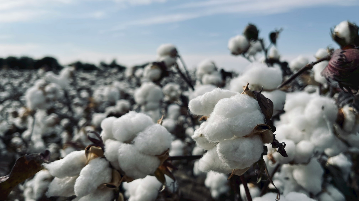 cotton vs nylon underwear cotton field