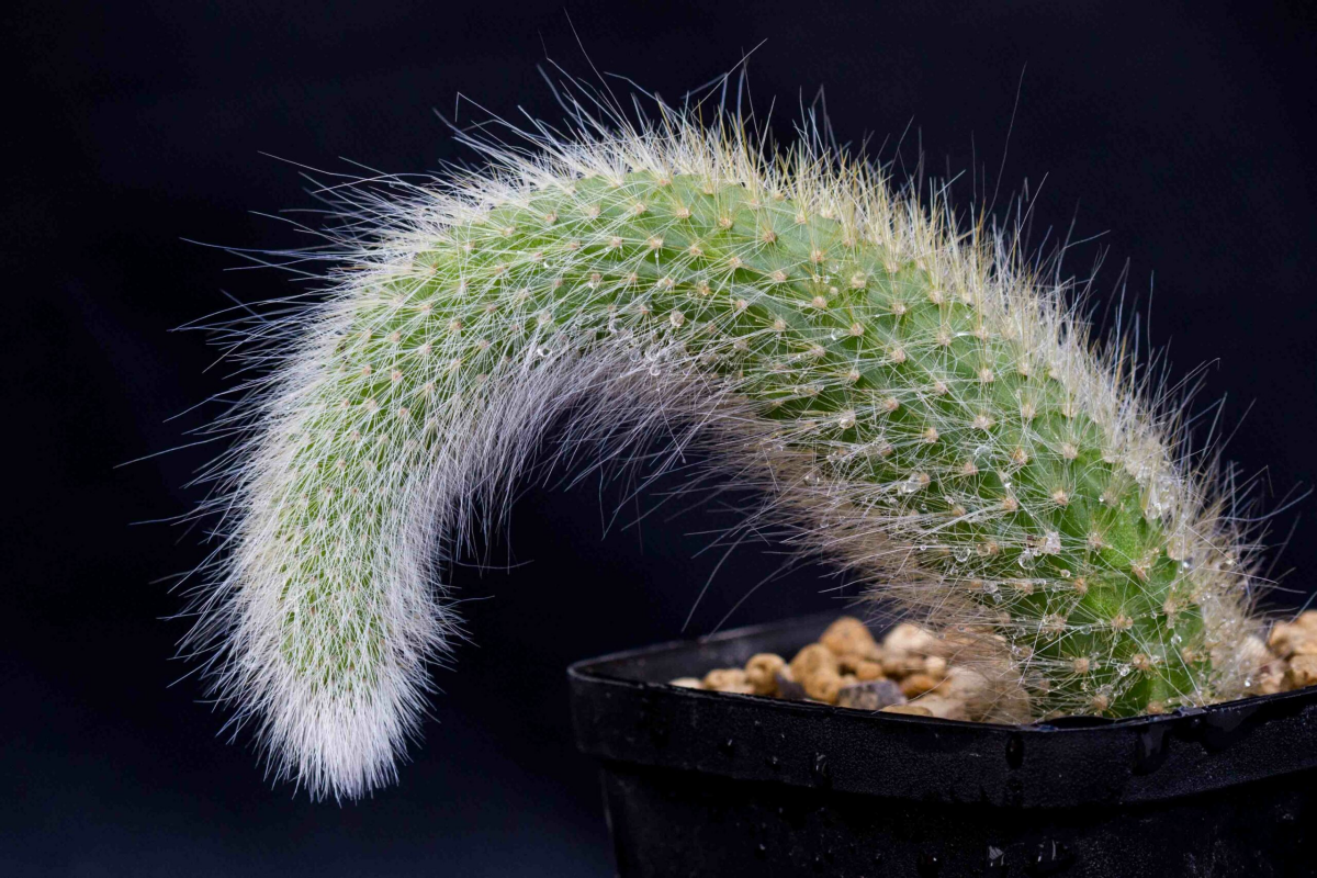curved monkey tail plant