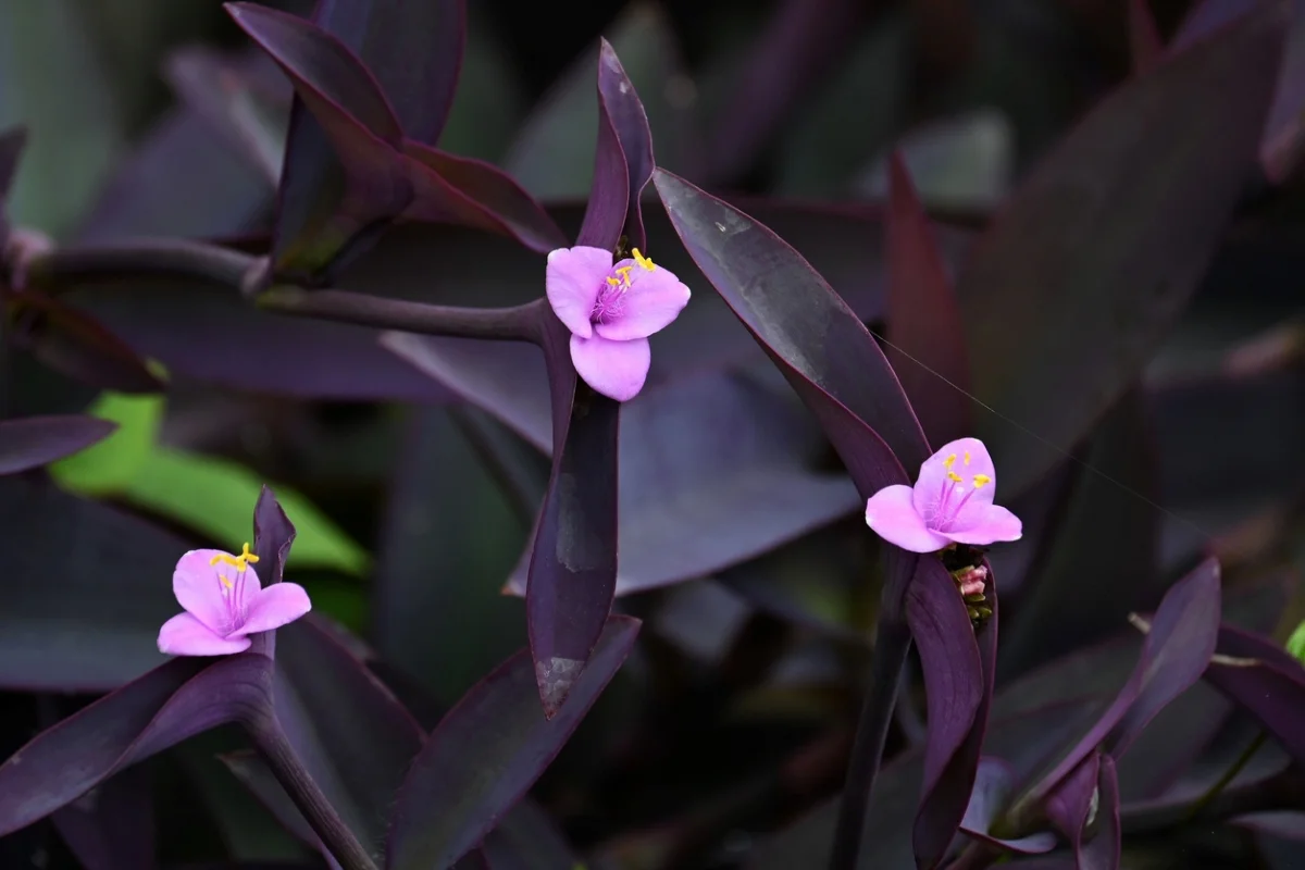 dark purple heart flower