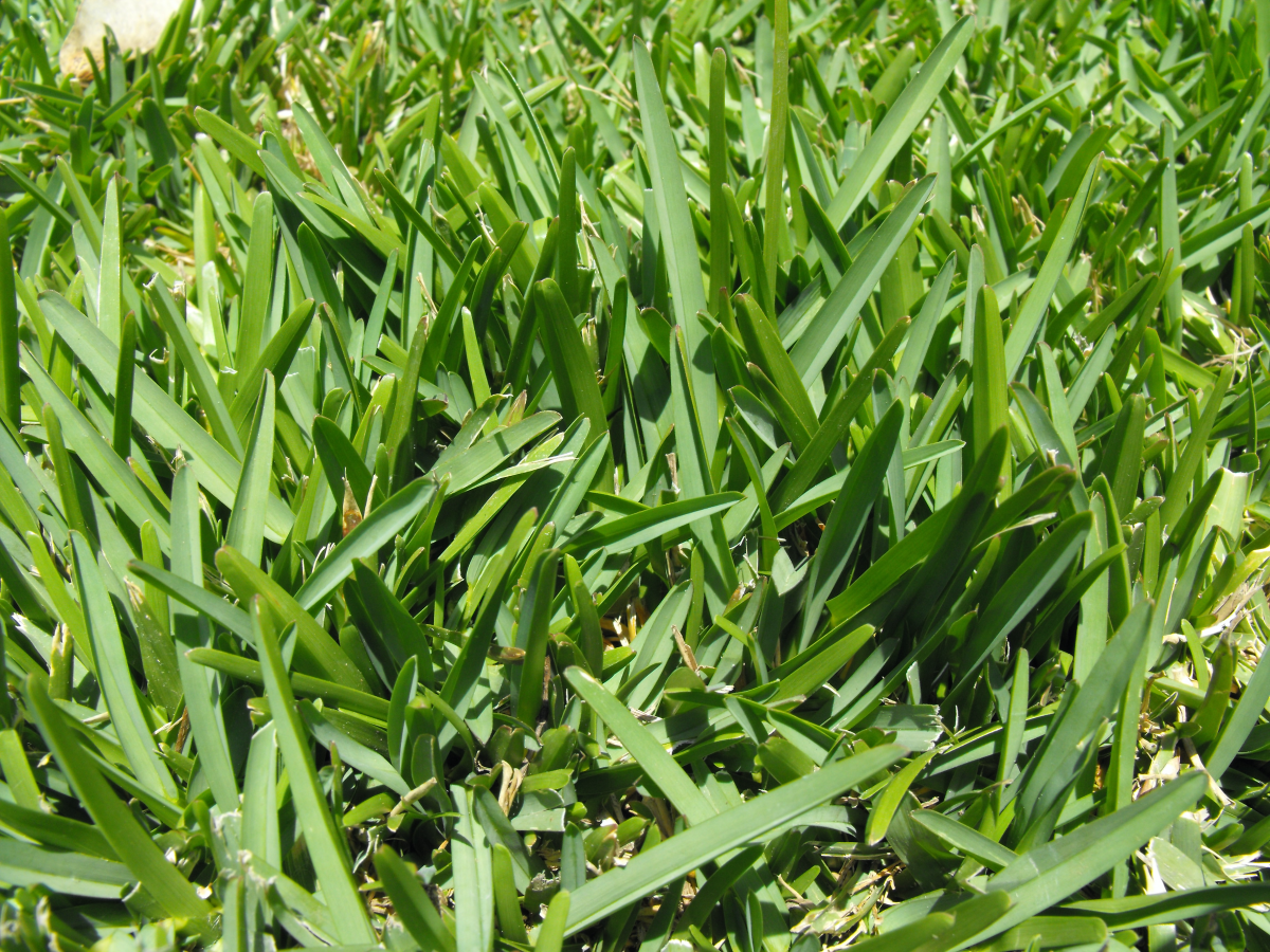 fast growing grass seed st augustine grass