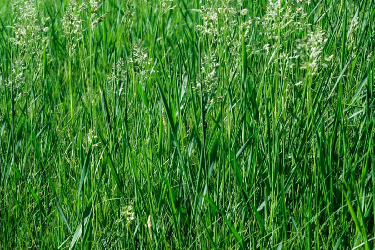 fast growing grass seed tall fescue sort
