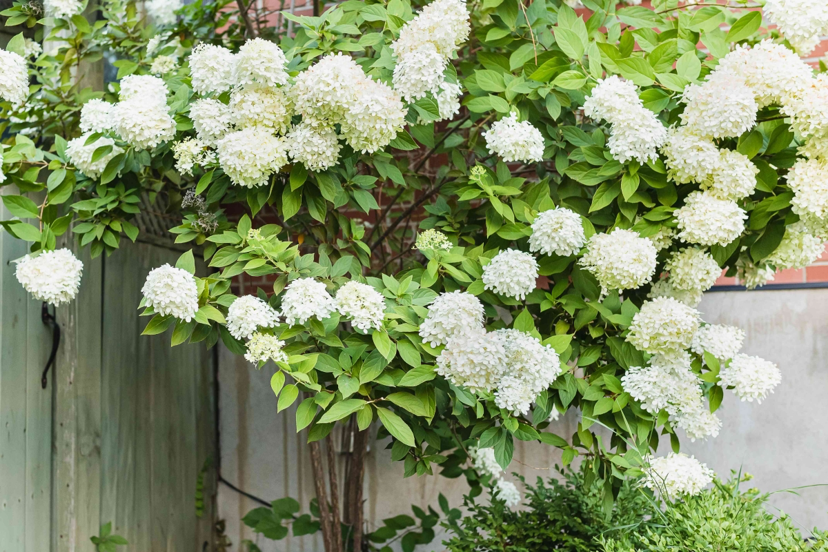 flowering bush with white flowers