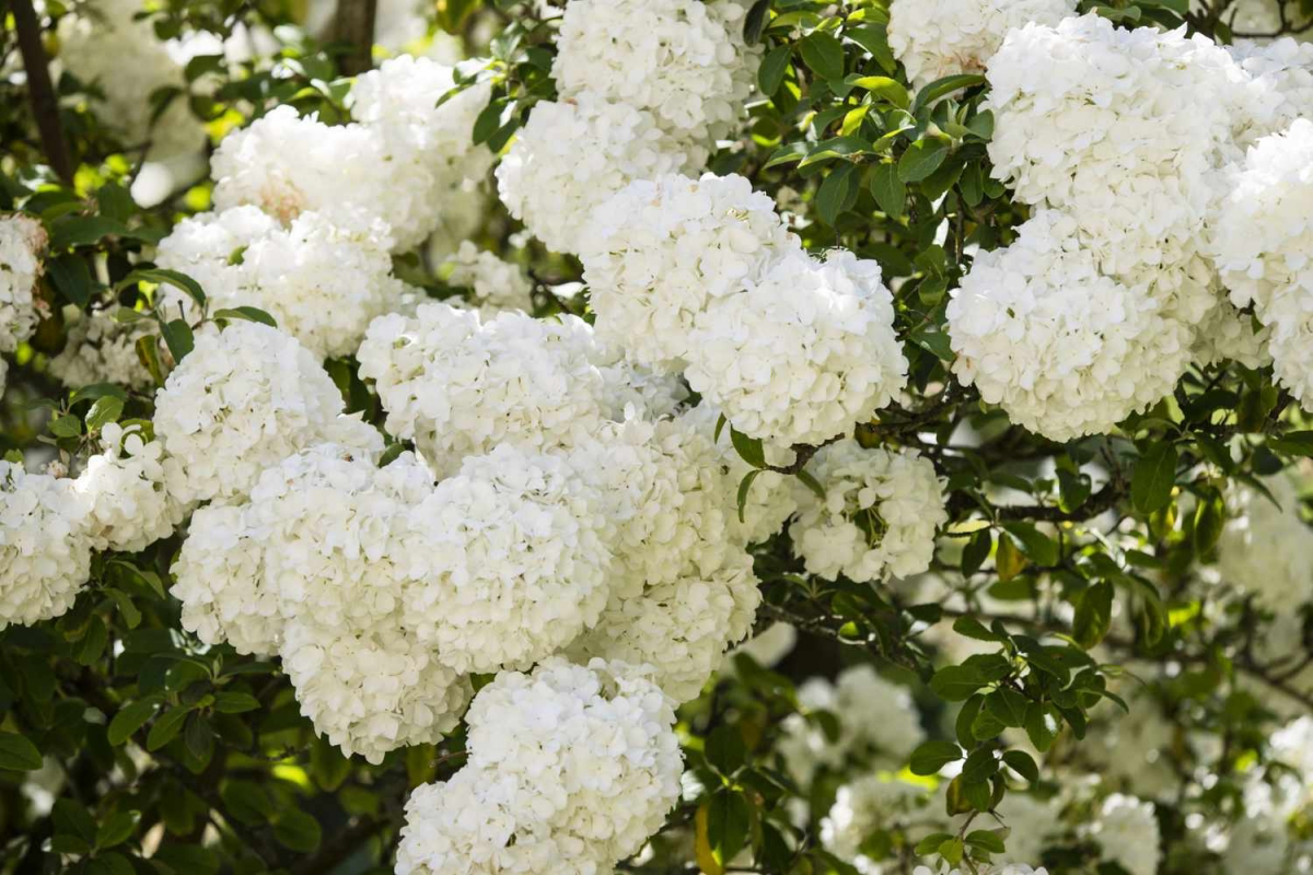 fragrant bushes with white flowers
