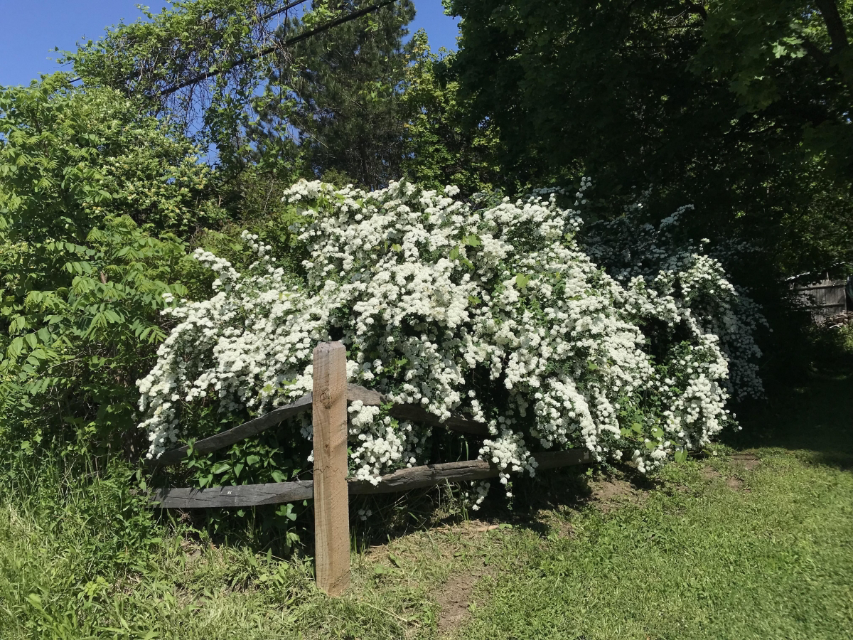 good smelling white flowering bush