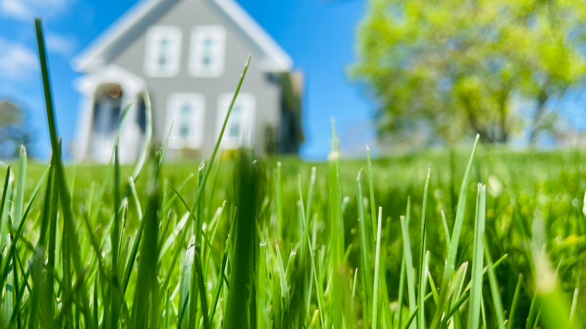 grass in front of house