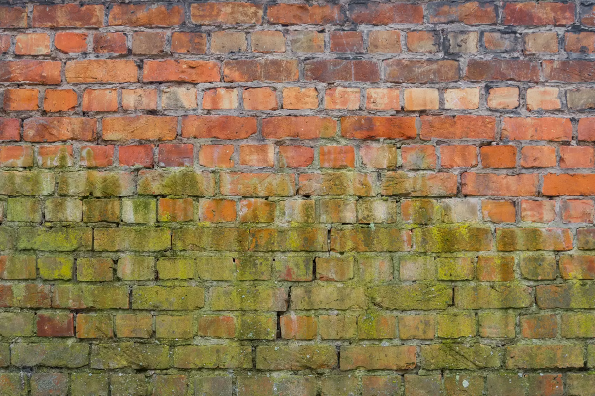 green mold on brick wall