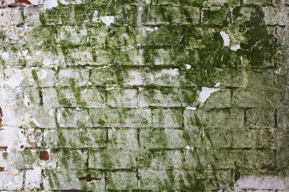 greenish mold on white brick wall