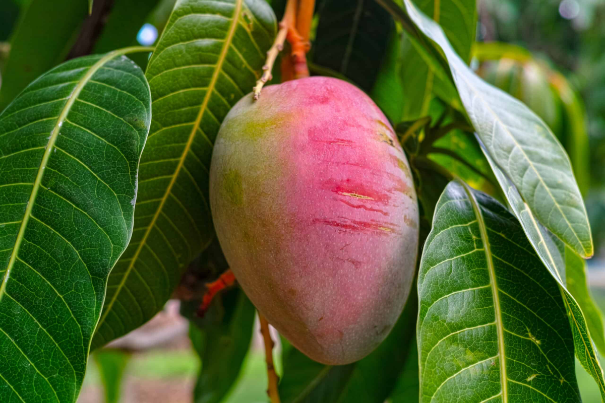 growing a mango on a tree