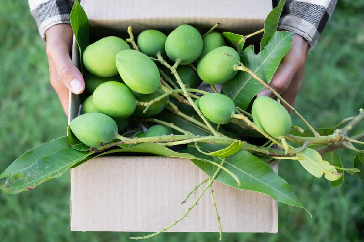 growing mango fruits in box