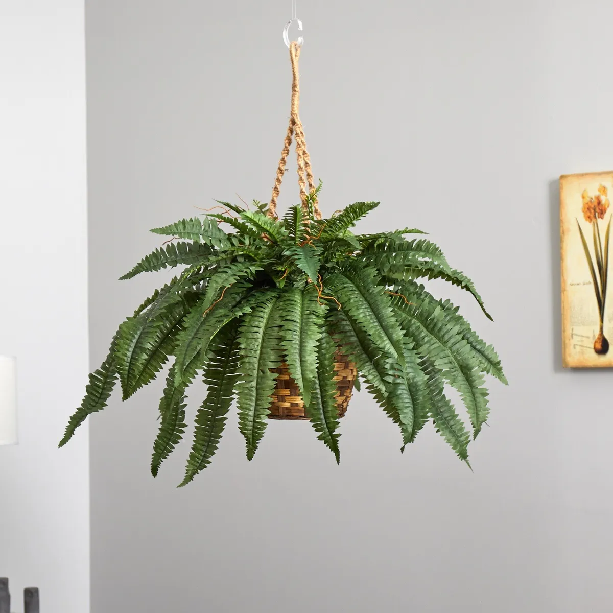 hanging low light plants
