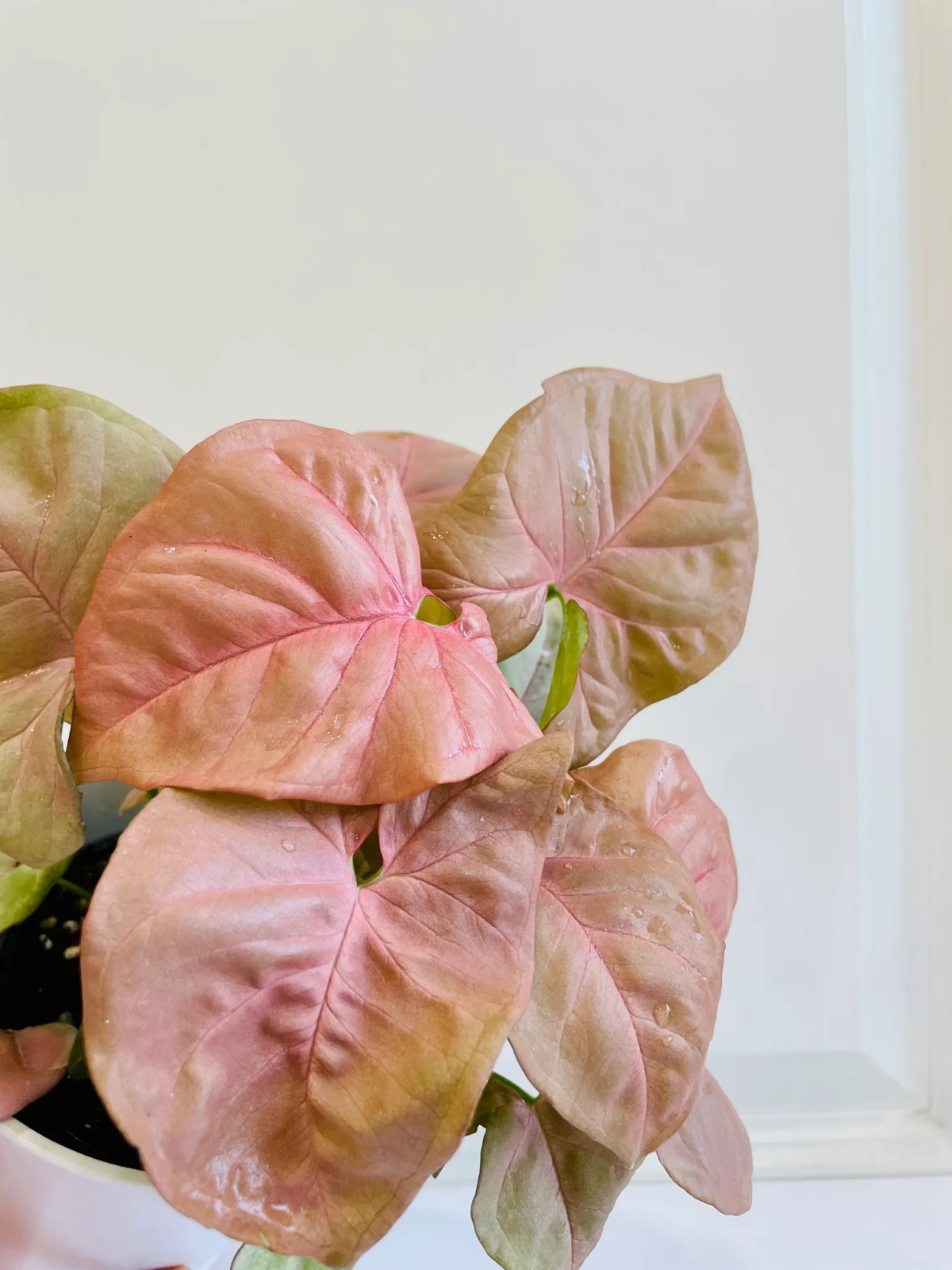 how to care for pink arrowhead plant