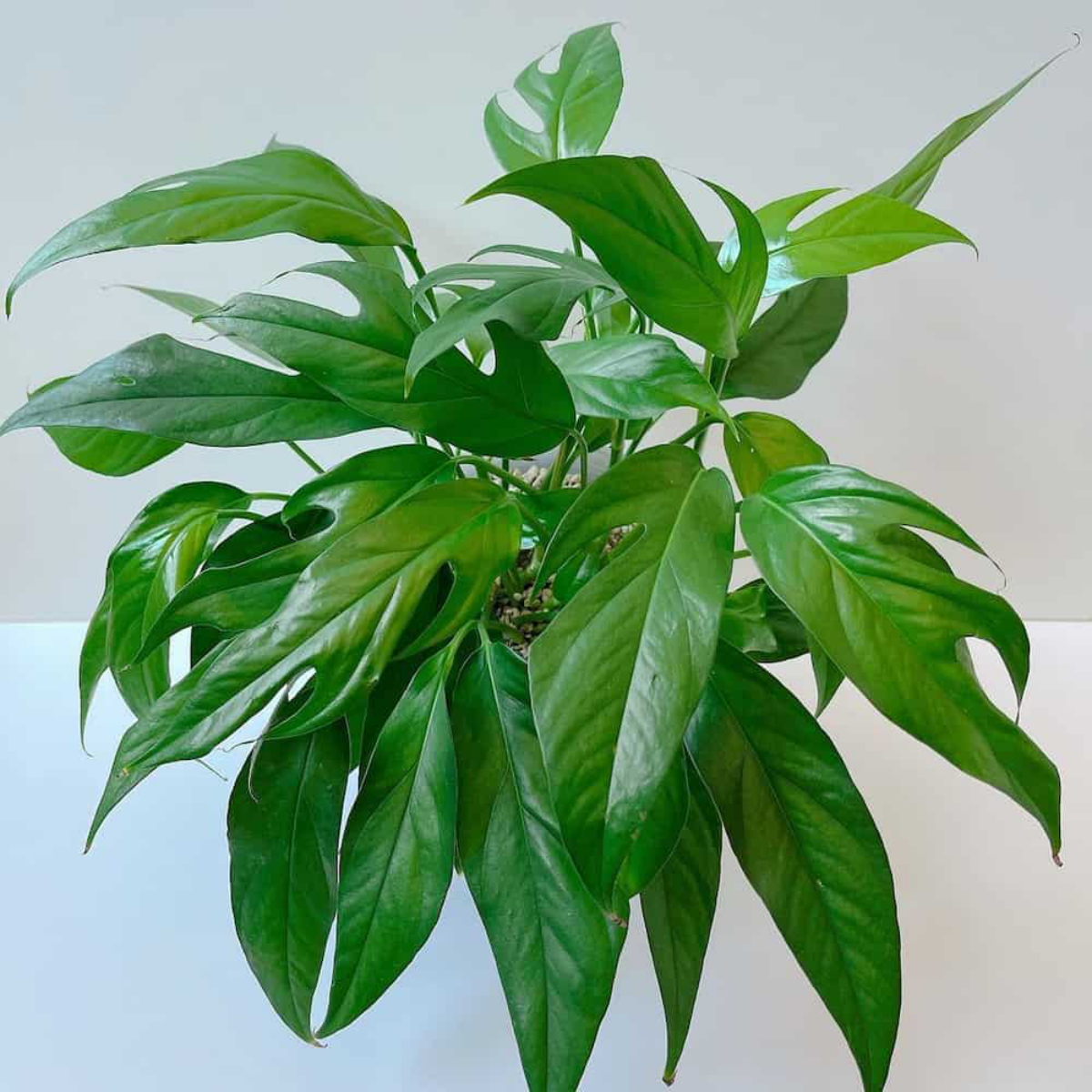 how to care for pothos blue baltic plant