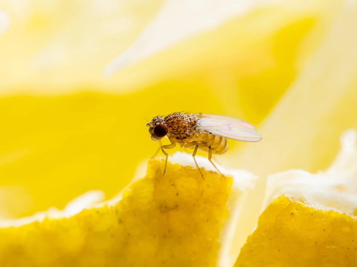 how to get rid of fruit flies in my plants