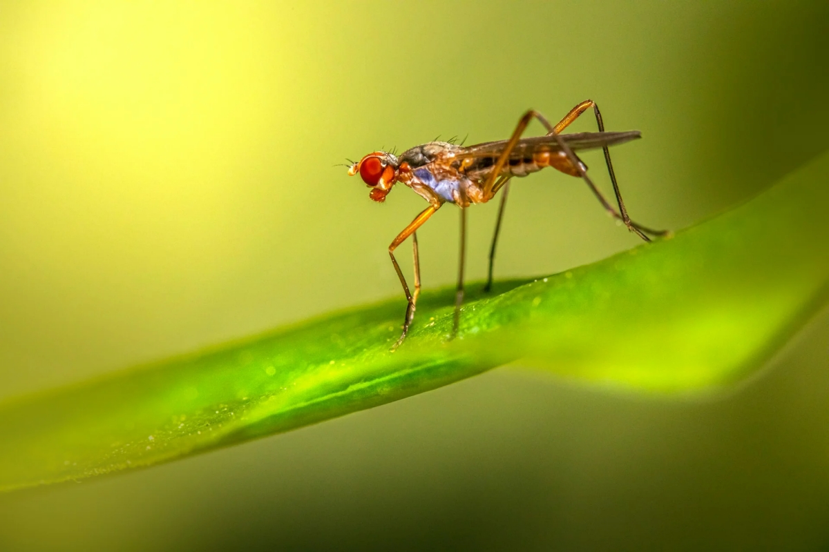 how to get rid of fruit flies in plant soil