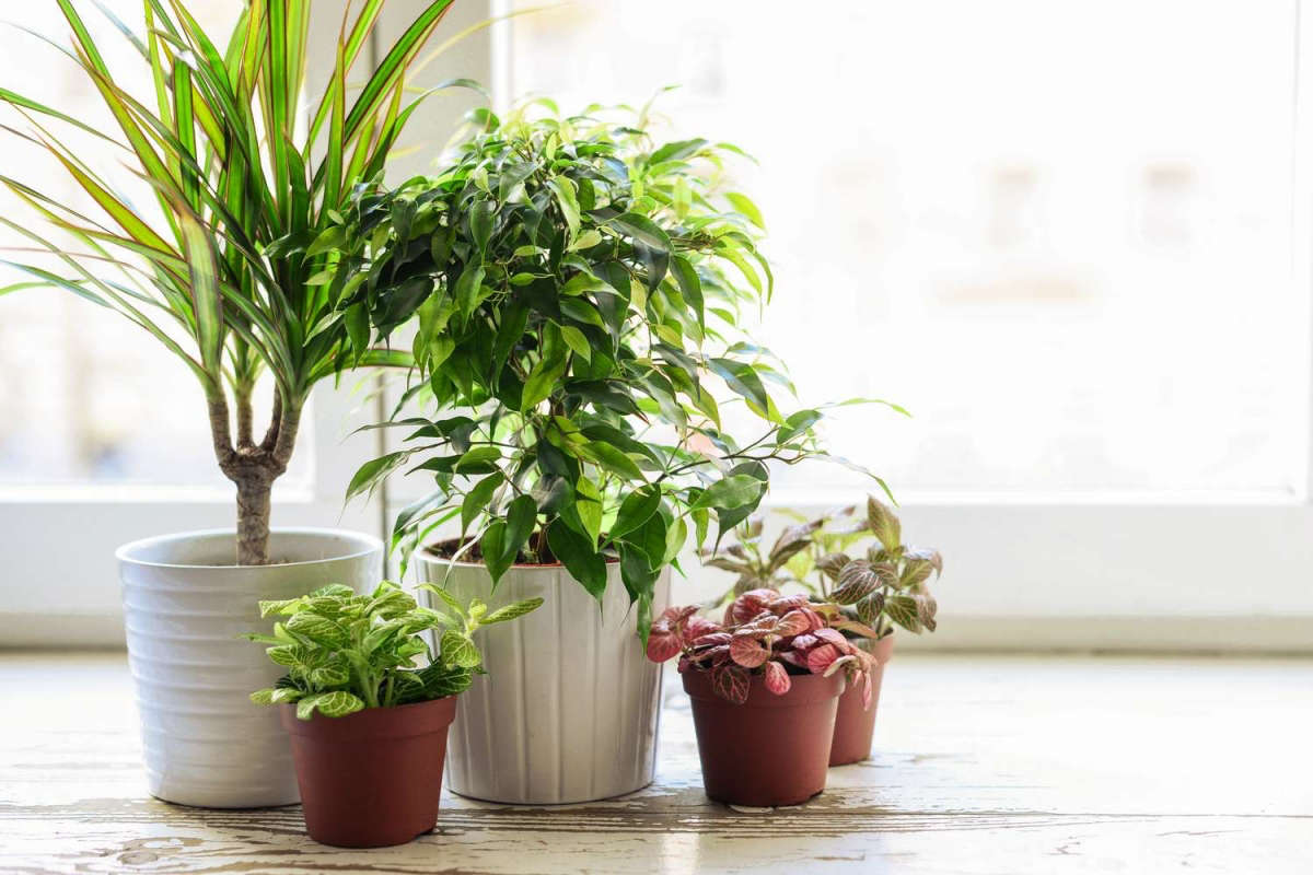 how to get rid of fruit flies in potted plants