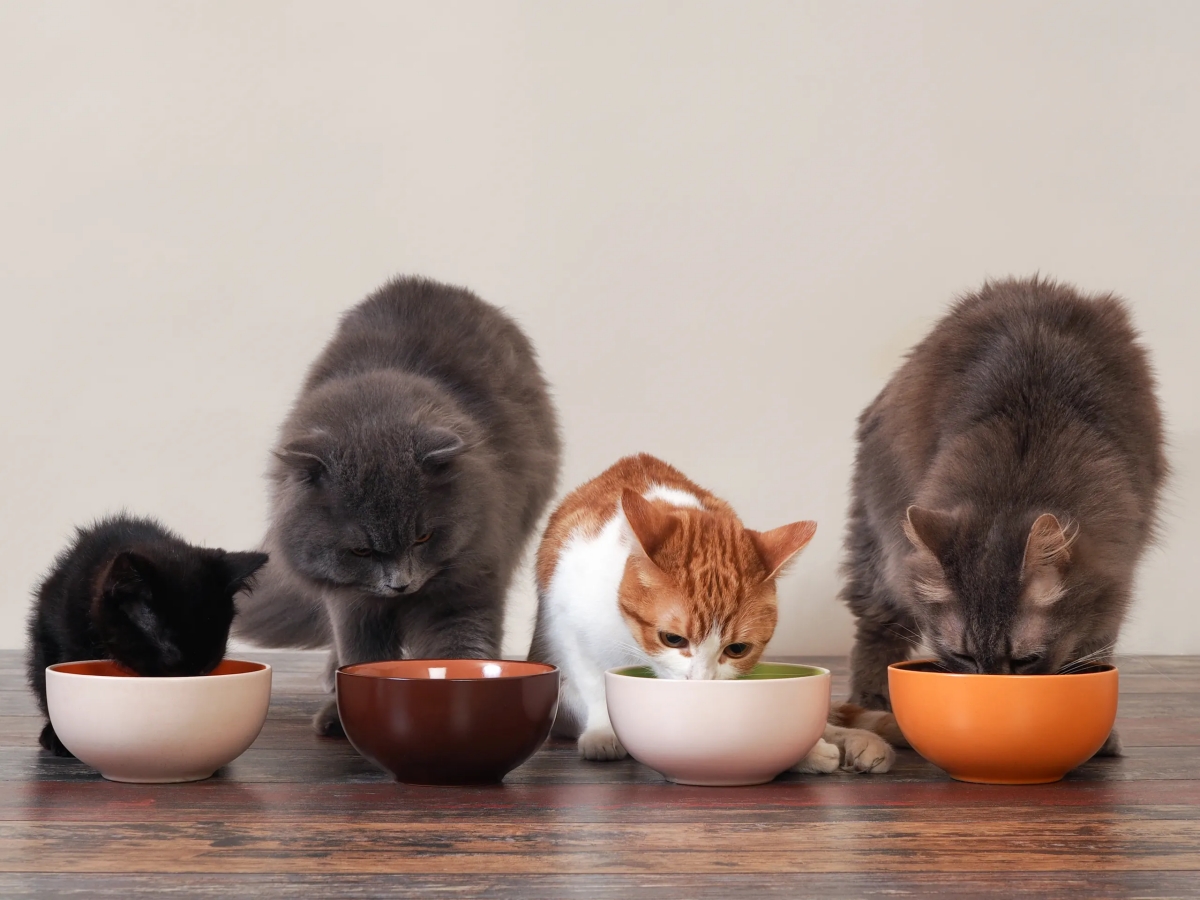 Purr-fectly Balanced: How to Make Healthy Homemade Cat Food