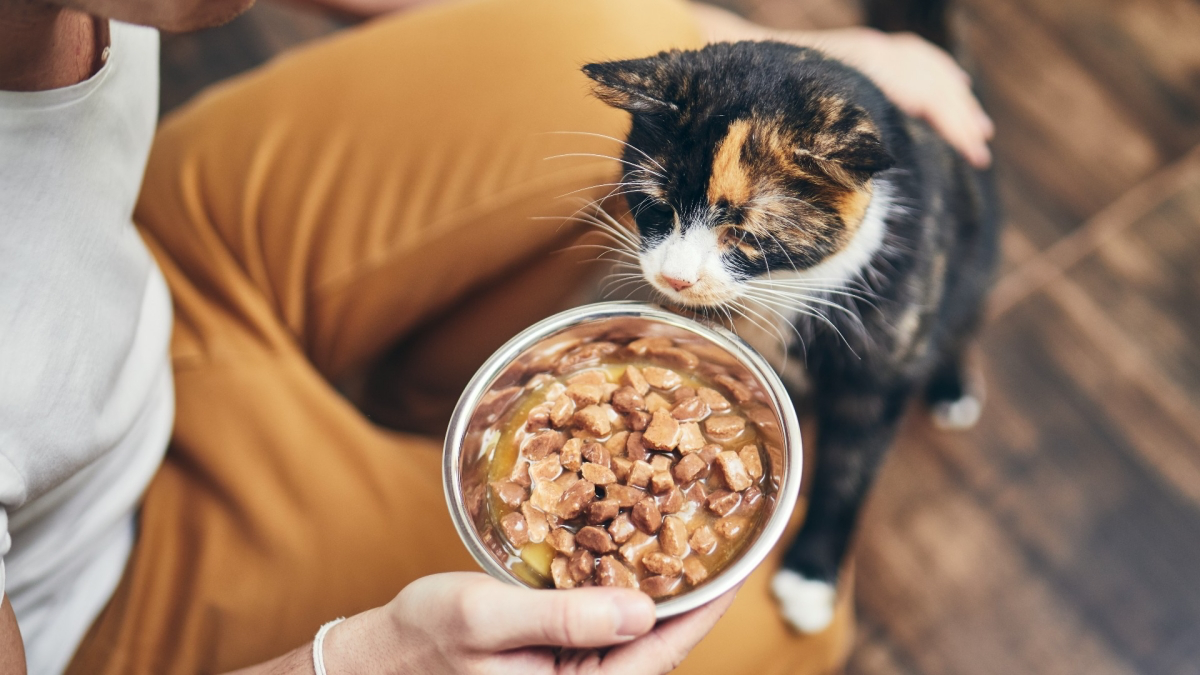 how to make cat food
