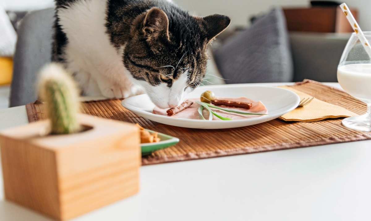 how to make homemade cat food 1