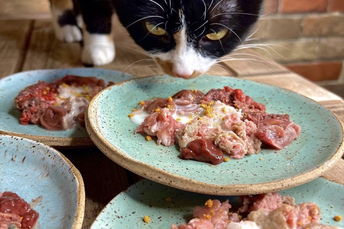 how to make homemade cat food