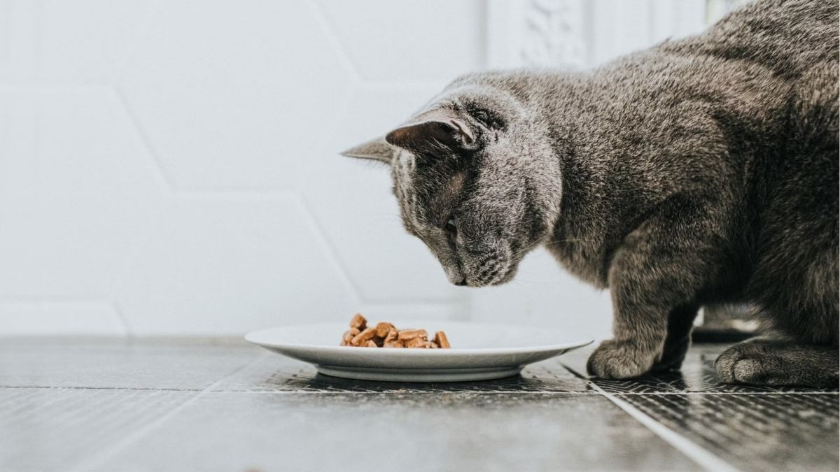 how to make wet cat food at home