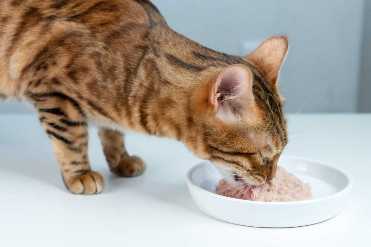 how to make your own cat food