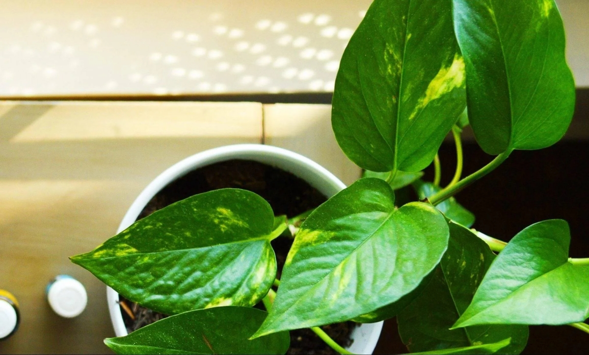how to naturally get rid of fruit flies in plants