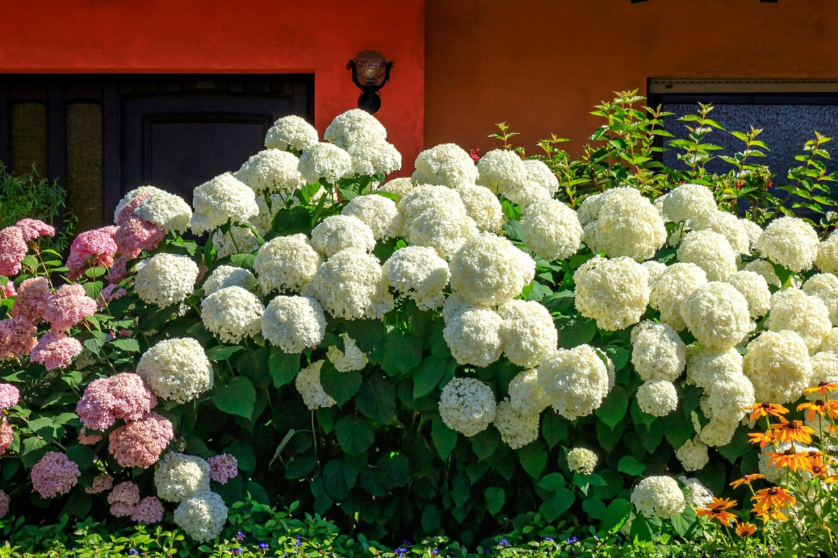 hydrangea fragrant bush with white flowers