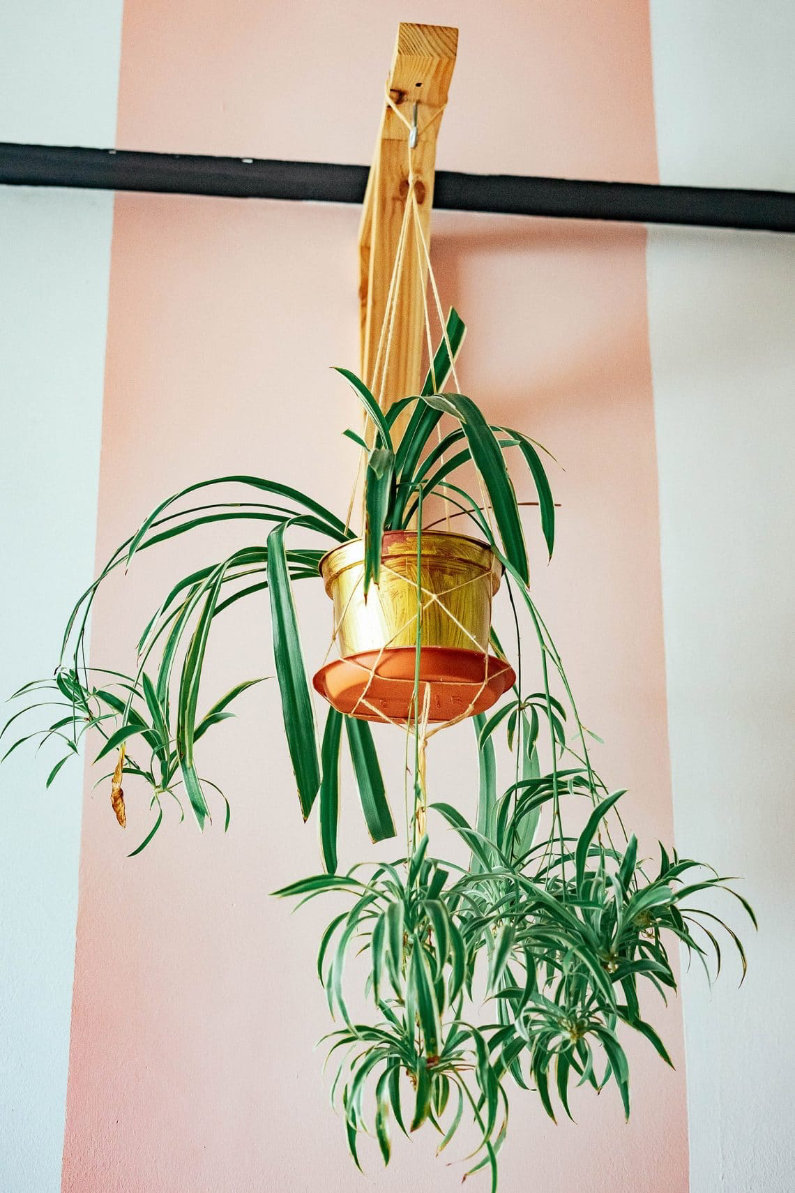 indoor low light hanging plants