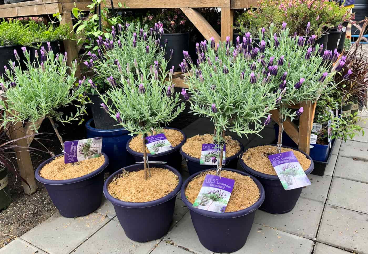 lavender tree care pots of lavender trees