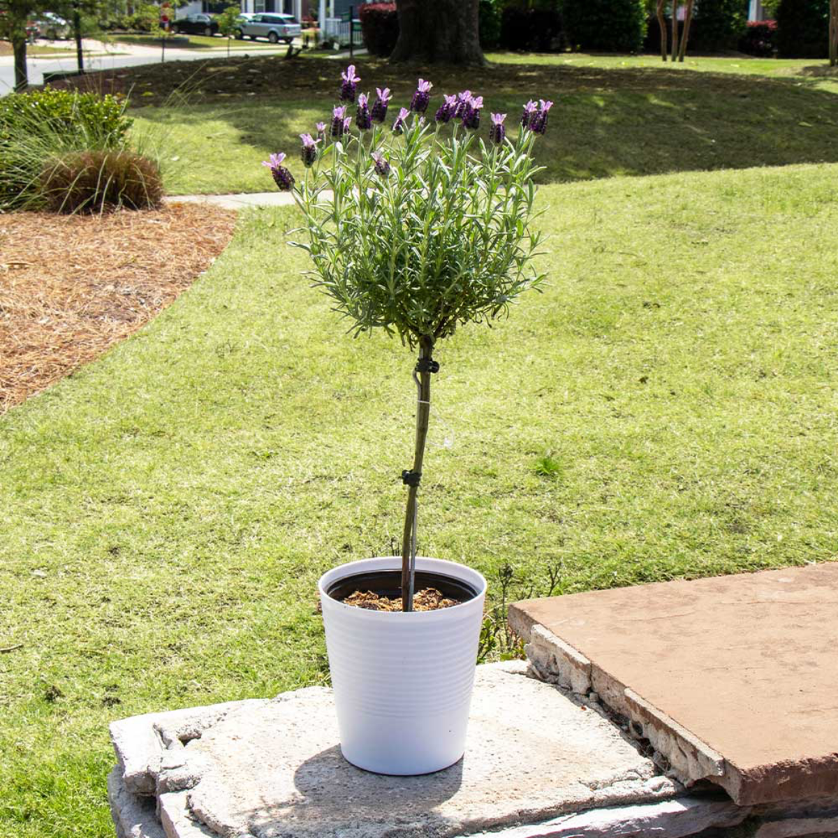 lavender tree care tree of lavender in white pot