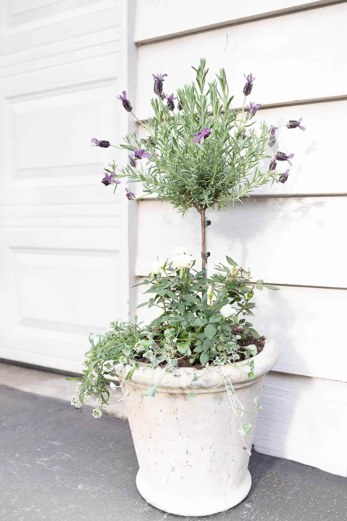 lavender tree in a pot