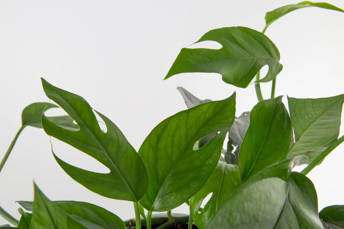 leaves of the baltic blue pothos