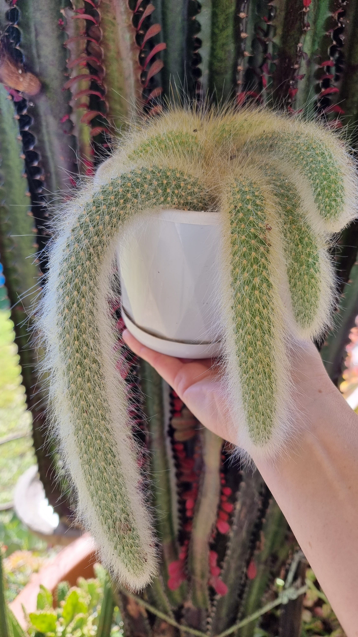 long monkey tail cactus