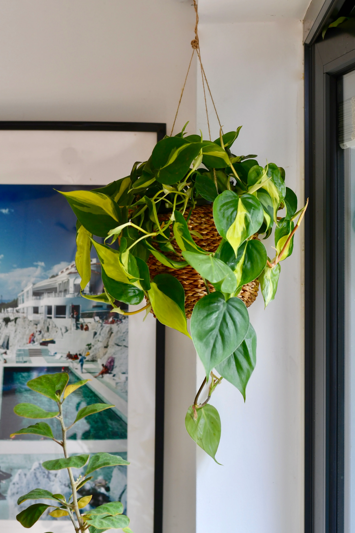 low light hanging plants for indoors