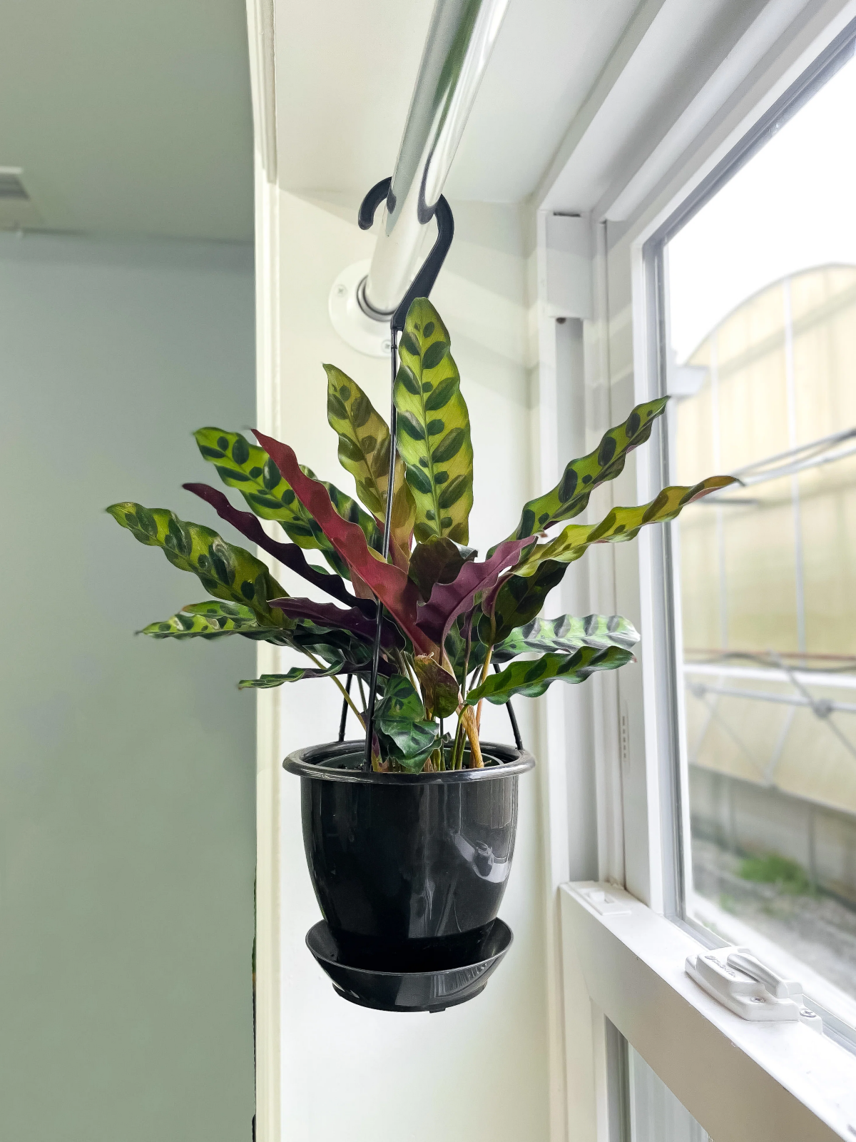 low light hanging plants indoor