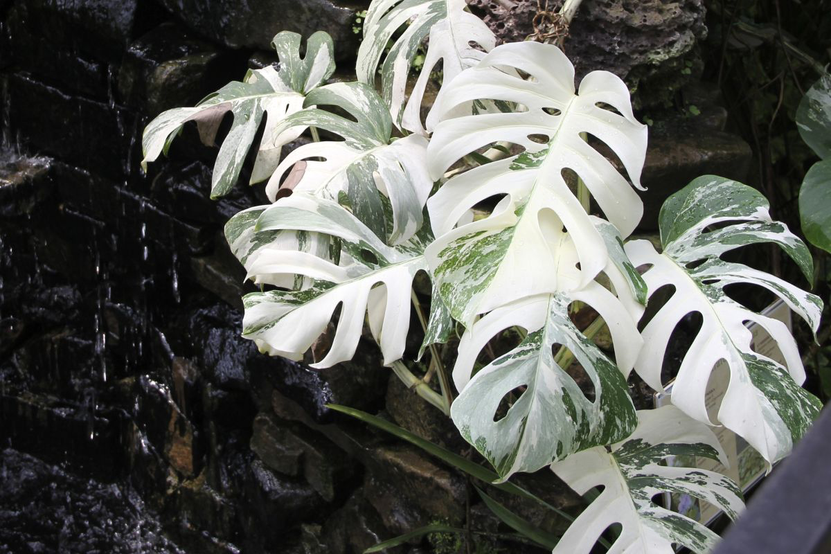 mainly white leaves of monstera