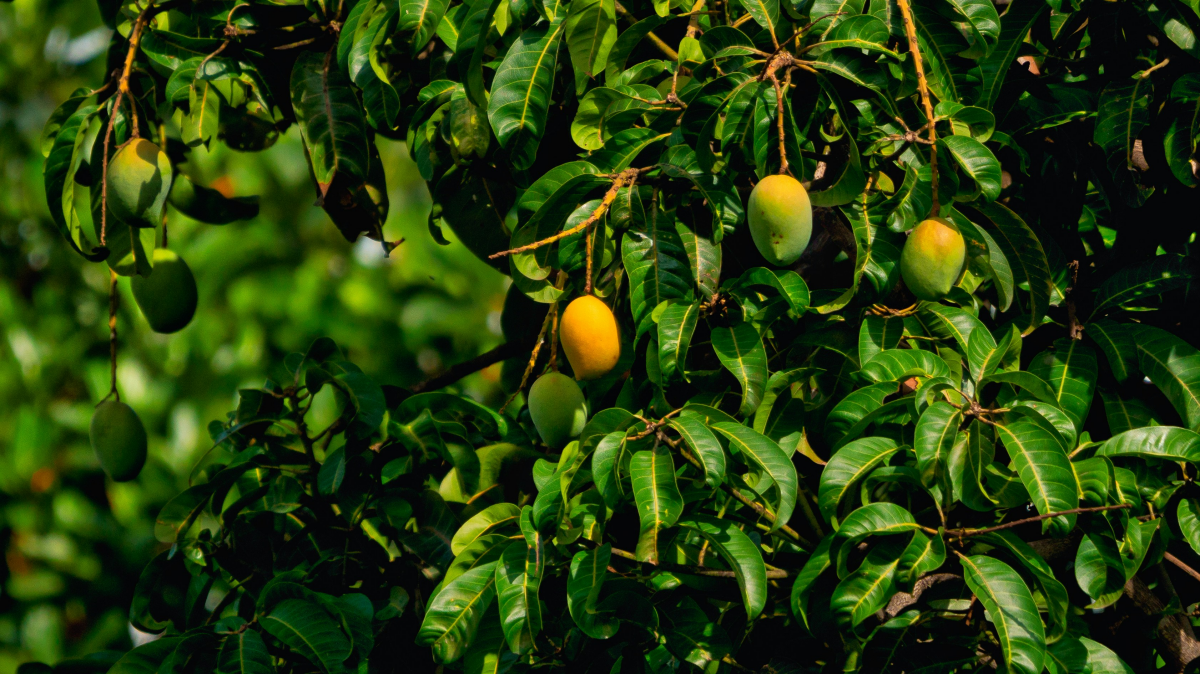 mango tree with fruits on tree