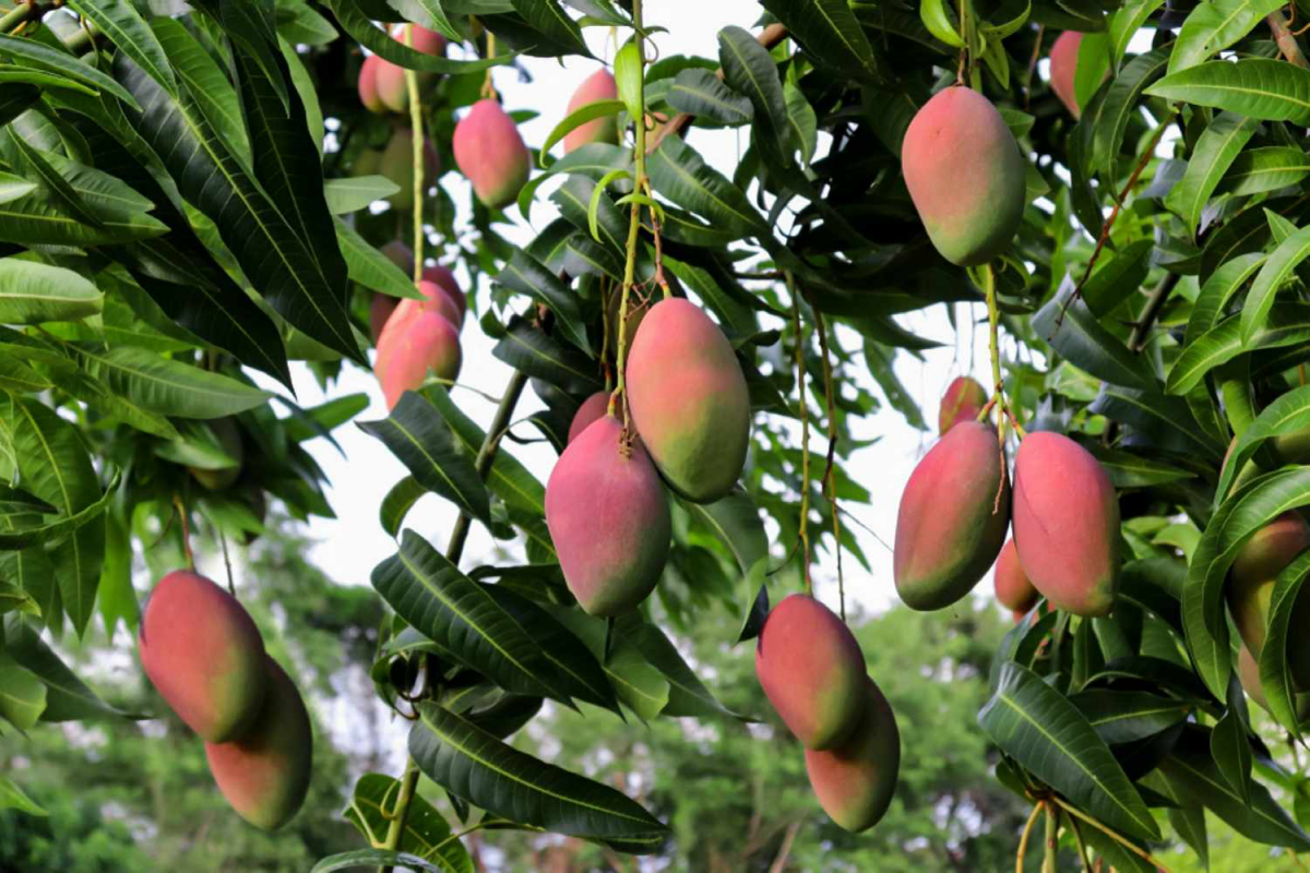 mango trees mangoes growing on tree