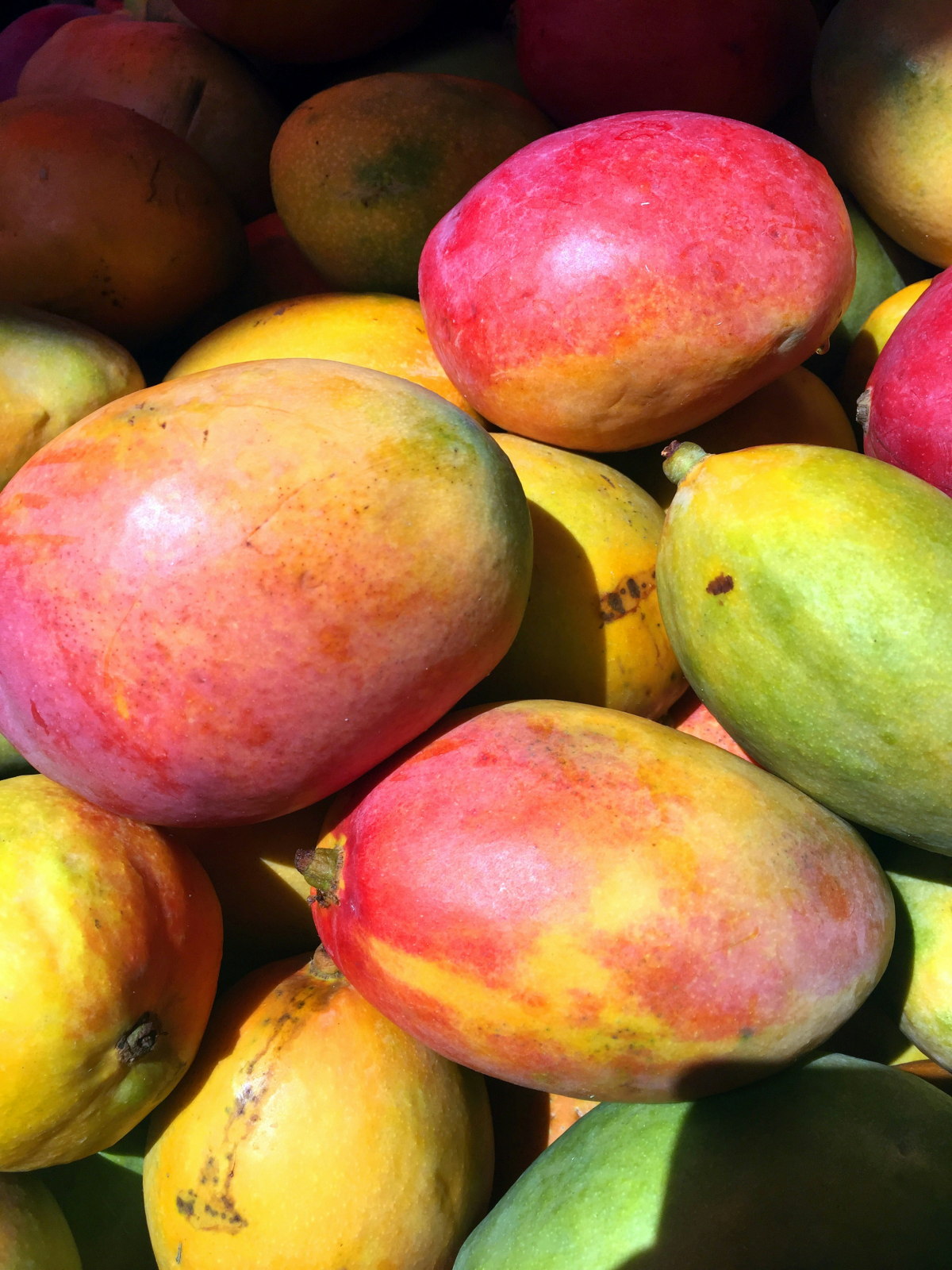 mango trees ripe mango fruit