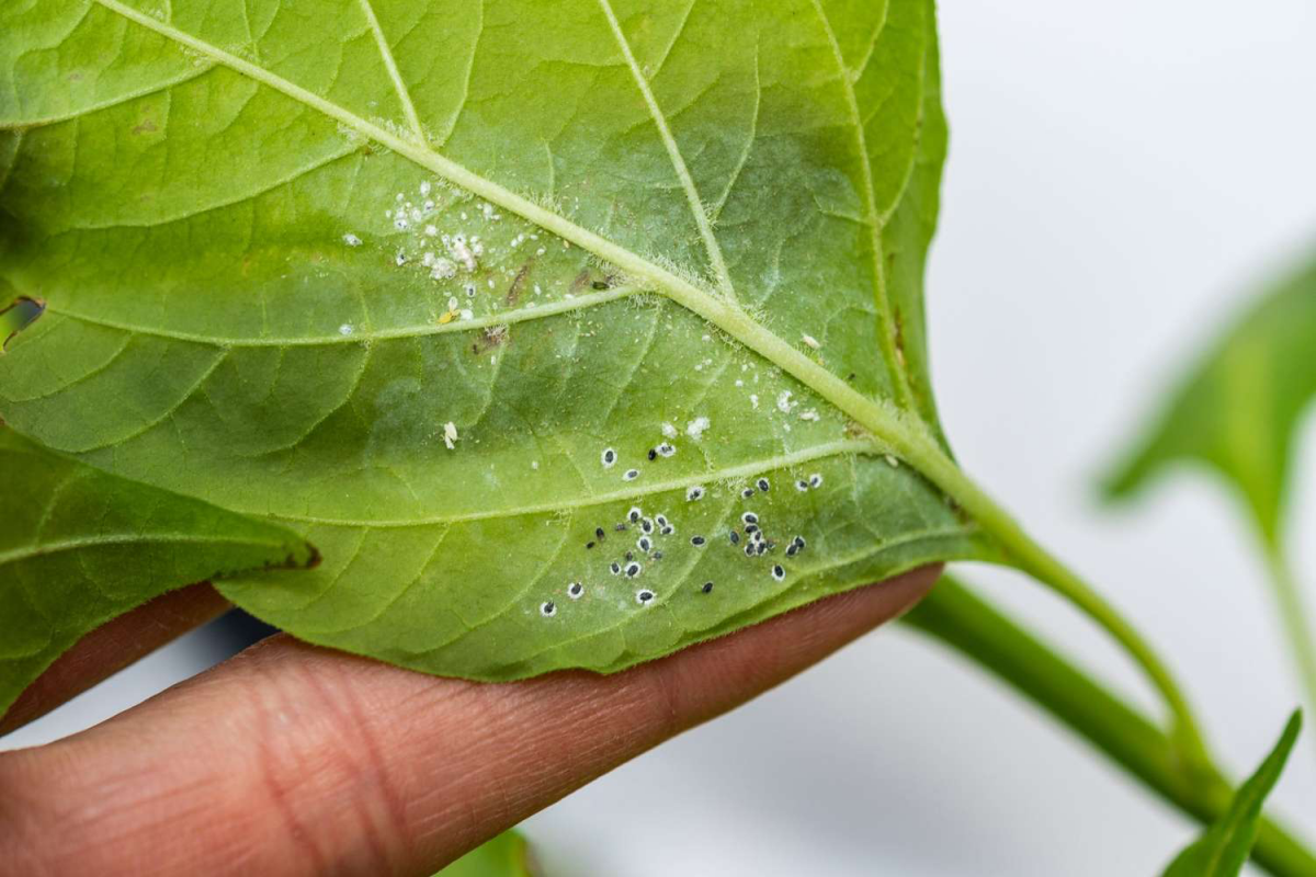 mealybugs under leaf