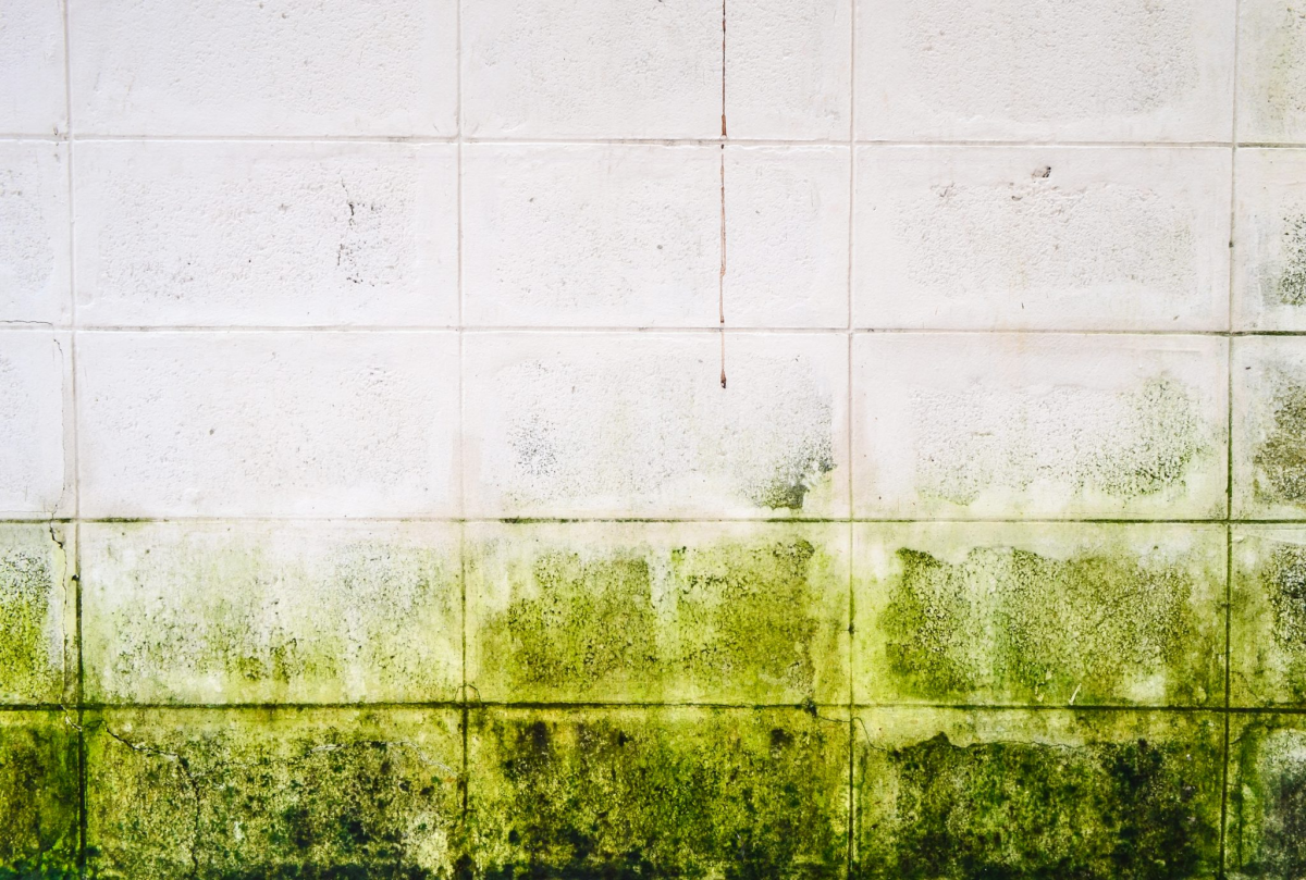 mold that is green on wall
