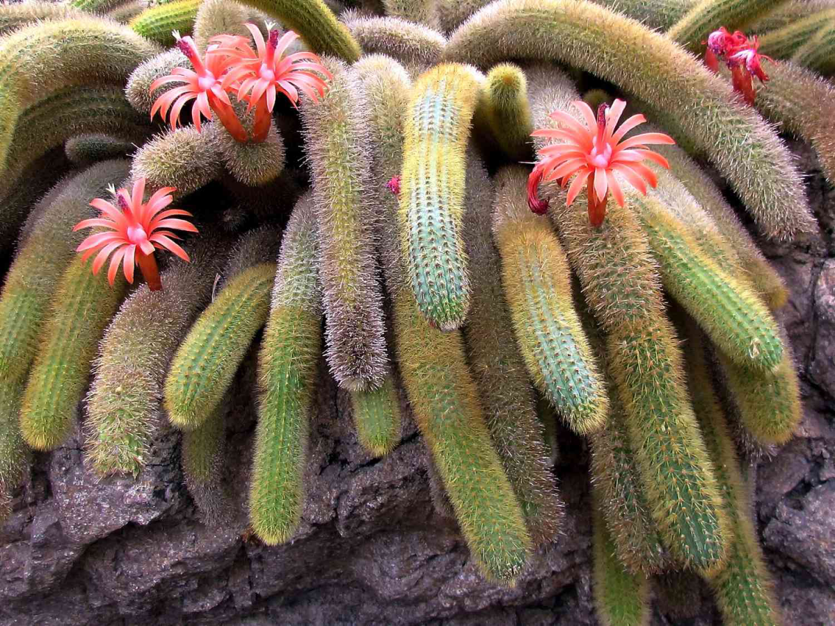 monkey tail cactus plant